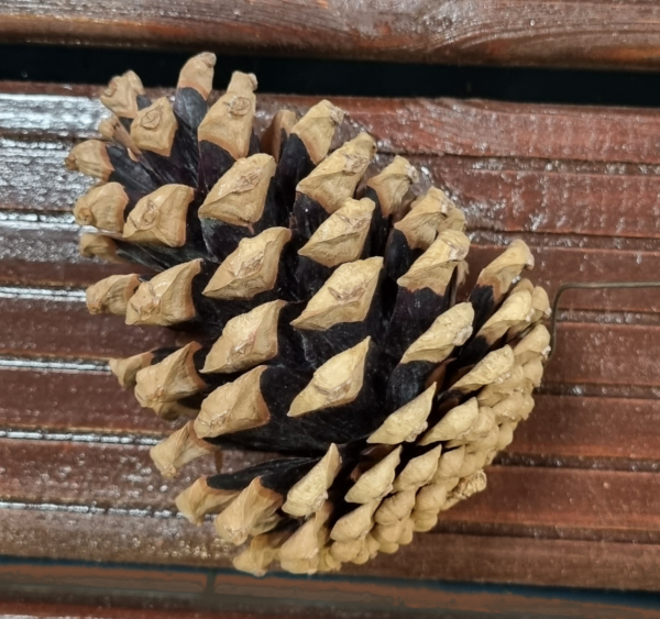 wired pine cone